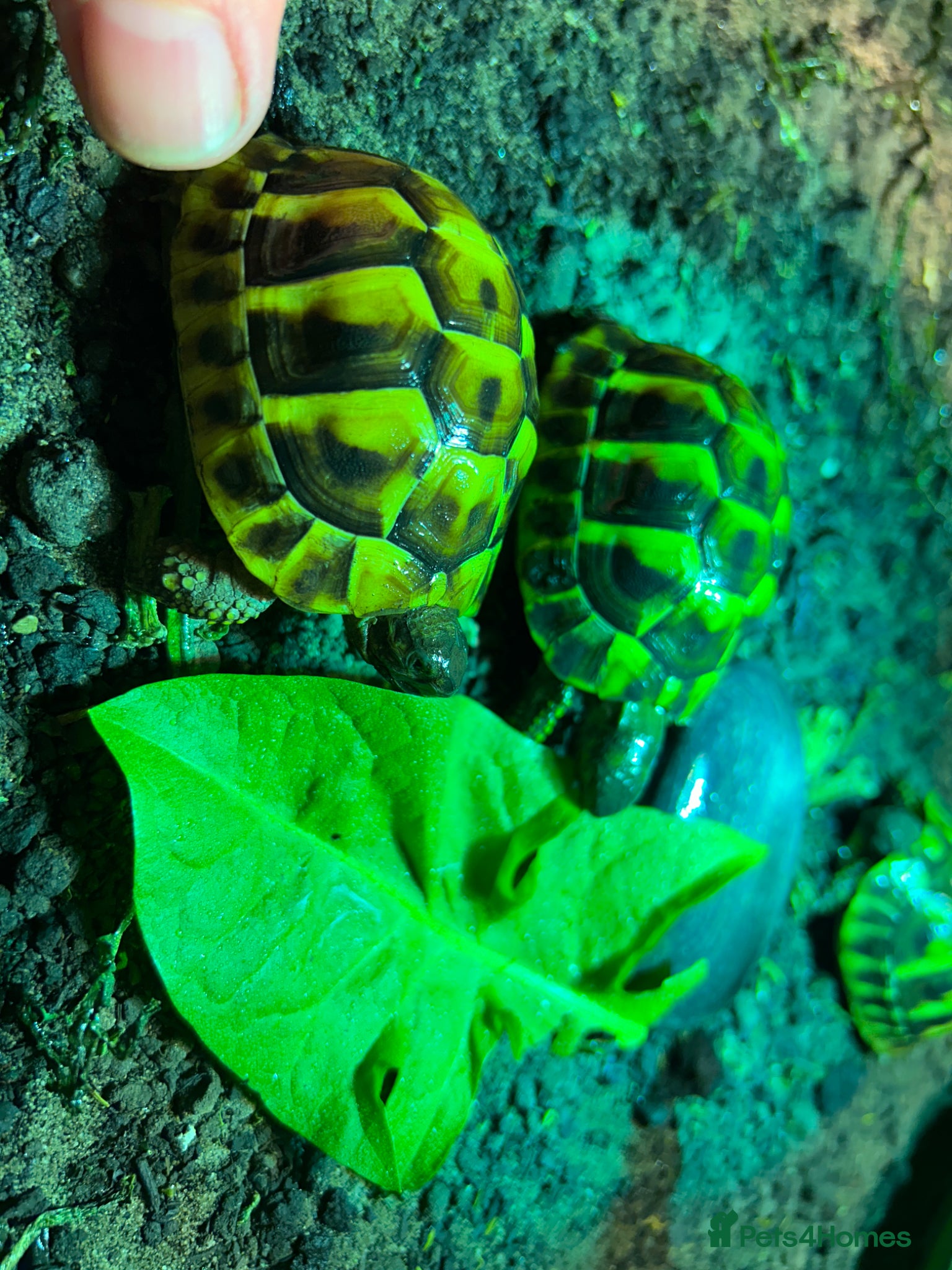 Tortoise reptiles Hermann tortoise - Advert 2