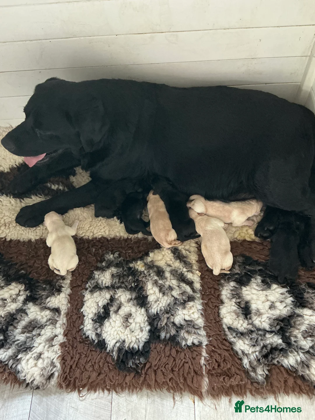 Labrador Retriever dogs for sale: Black and yellow puppies - Advert 1