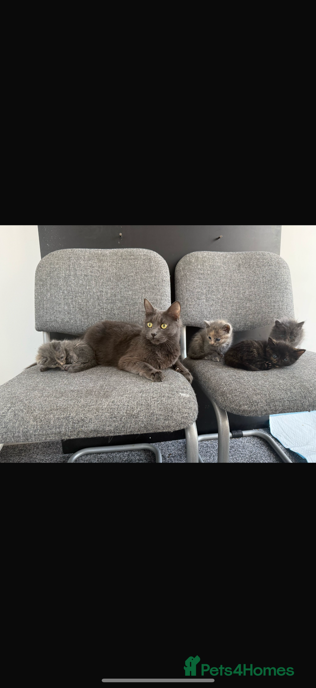 Maine Coon cats for sale: Maine coon x British shorthair  - Image 8