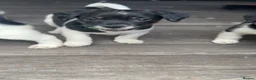 Jack Russell dogs for sale: Stunning jack Russel puppies  - Advert 7