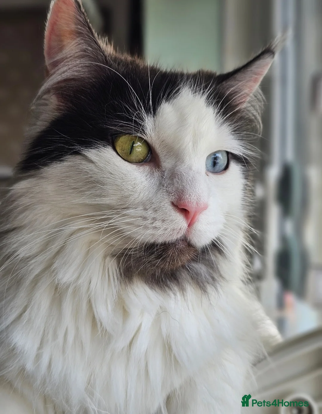 Mixed Breed cats for sale: Maine coon cross Bluebell looking for loving home - Advert 3