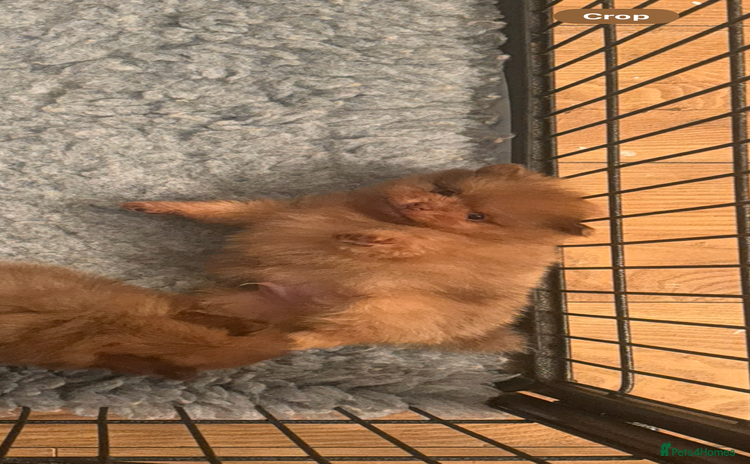 Pomeranian dogs - Advert 2