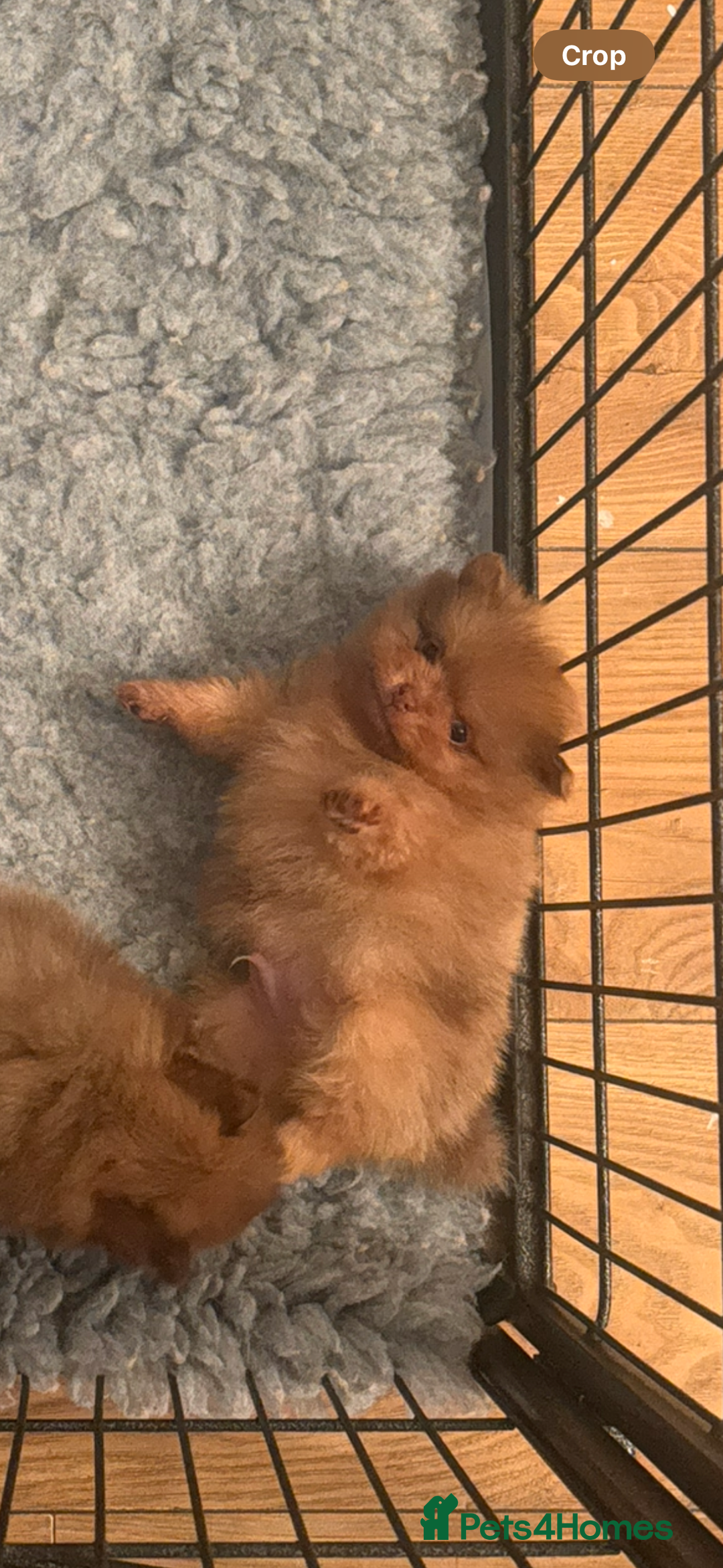 Pomeranian dogs for sale: Exotic color, mini Pomeranians  - Image 4