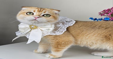 Scottish Fold cats - Advert 5