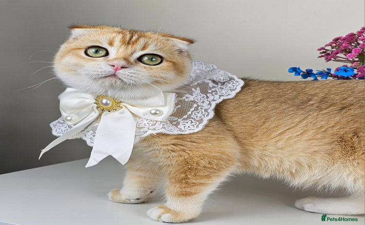 Scottish Fold cats - Advert 3