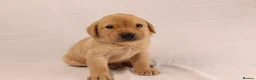 Labrador Retriever dogs for sale: 🐾🧡 BEAUTIFUL WORKING LABRADOR PUPPIES 🧡🐾 - Advert 1