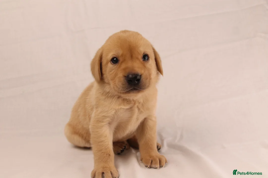 Labrador Retriever dogs for sale: 🐾🧡 BEAUTIFUL WORKING LABRADOR PUPPIES 🧡🐾 - Advert 1