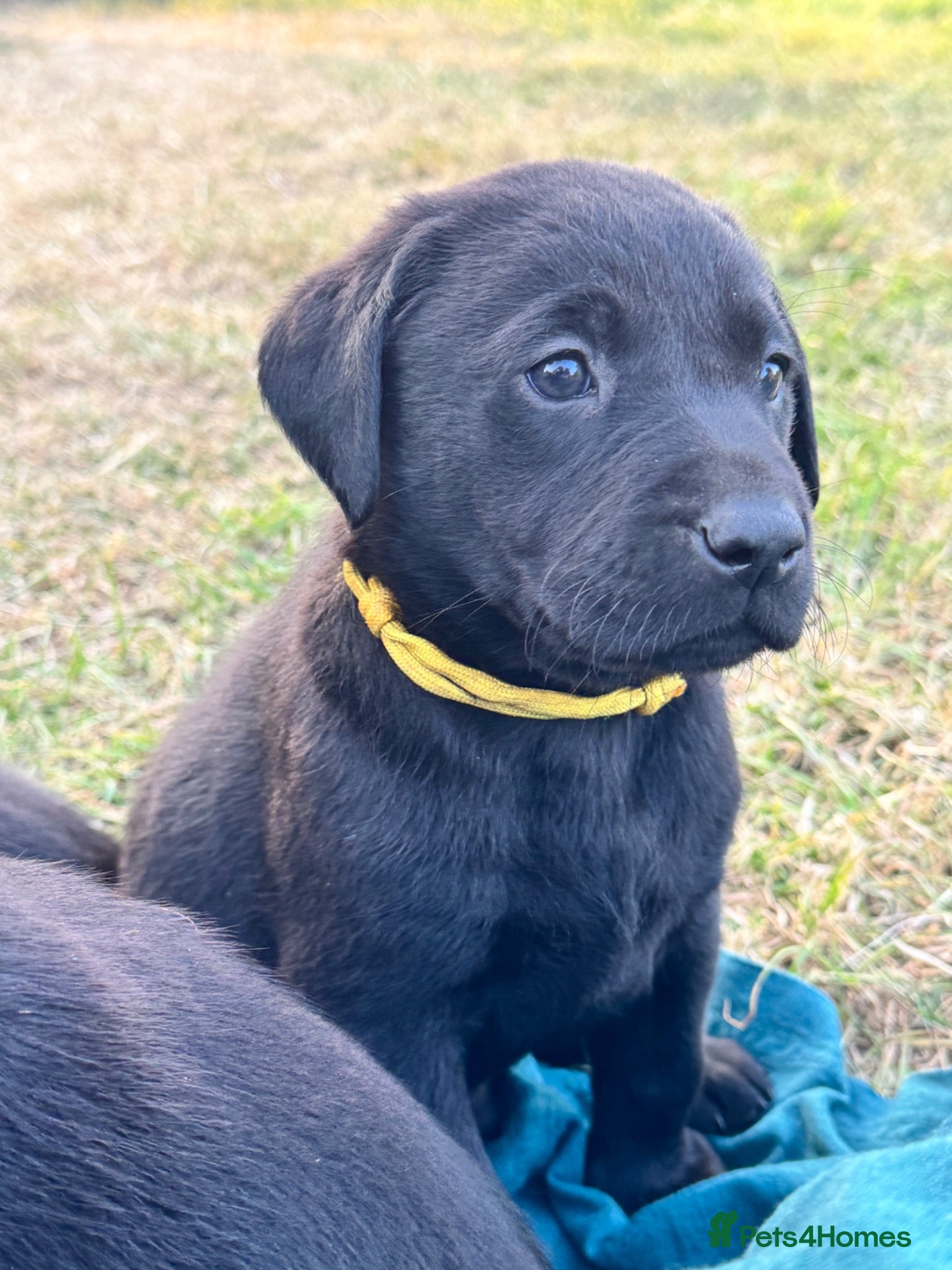 Labrador Retriever dogs Exceptional KC Labrador Puppies from Working Line  - Advert 2