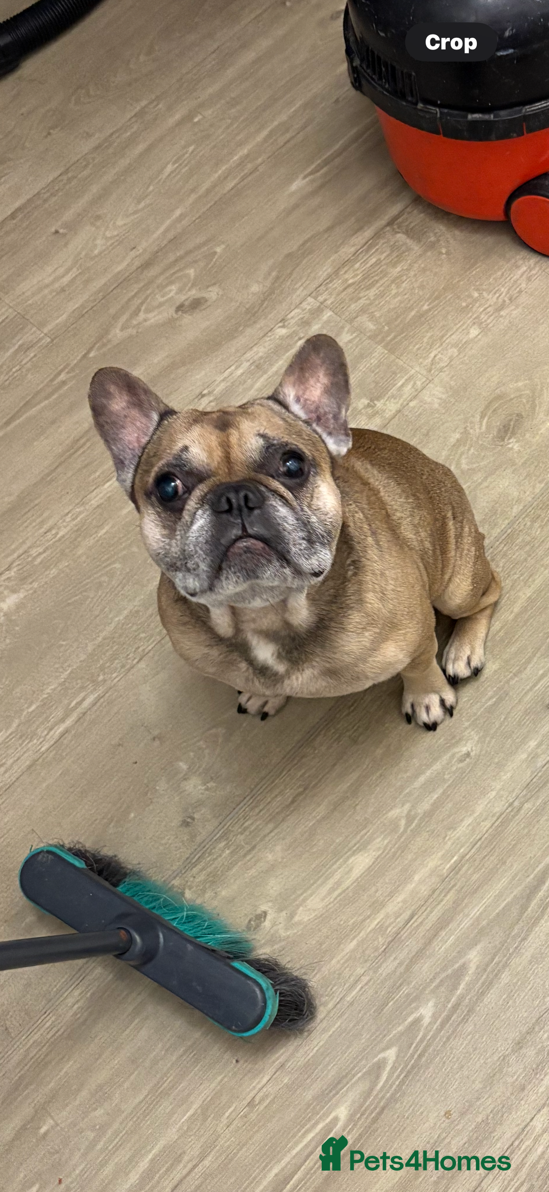 French Bulldog dogs for sale: French bull dog  - Advert 4