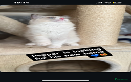 Ragdoll cats for sale: GCCF REGISTERED DNA TESTED PARENTS AND CLEAR  - Image 5