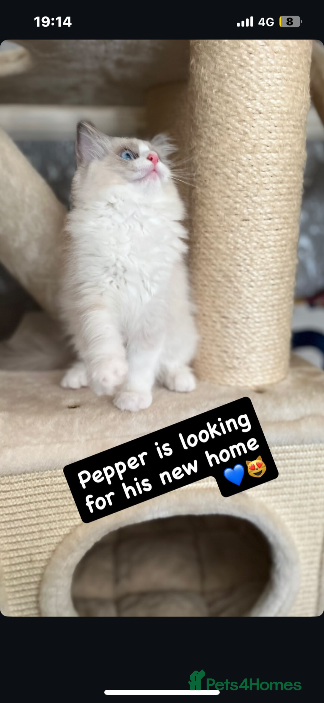 Ragdoll cats for sale: GCCF REGISTERED DNA TESTED PARENTS AND CLEAR  - Image 5
