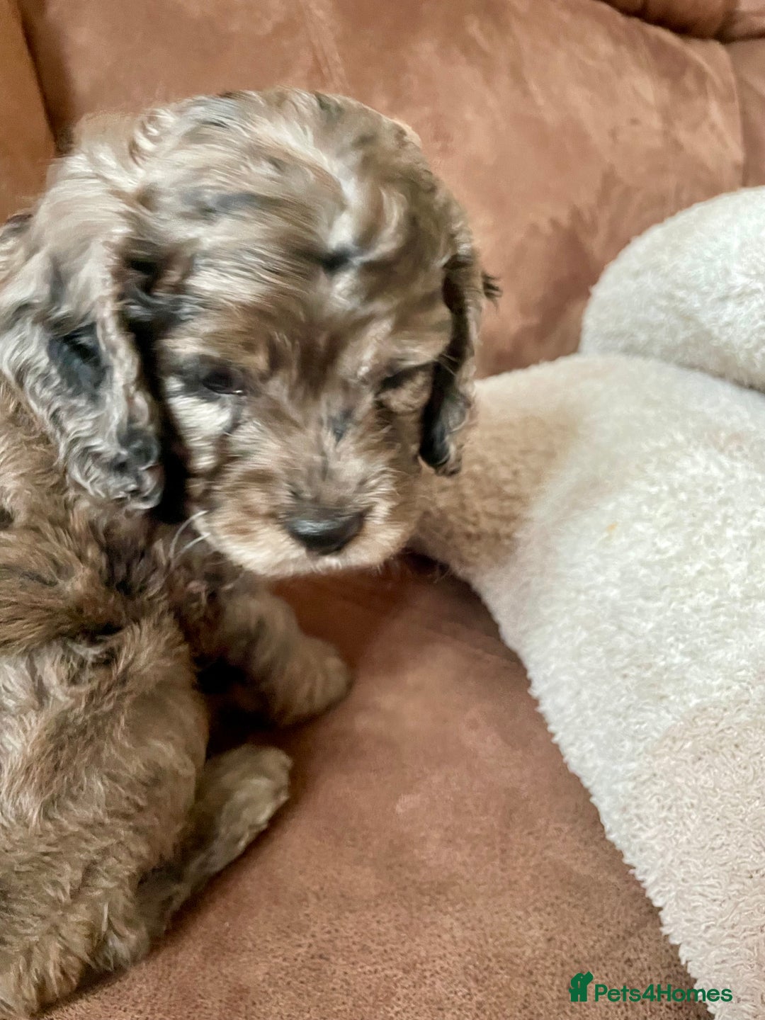 Cockapoo dogs for sale: Marble /tan cockerpoo - Image 18