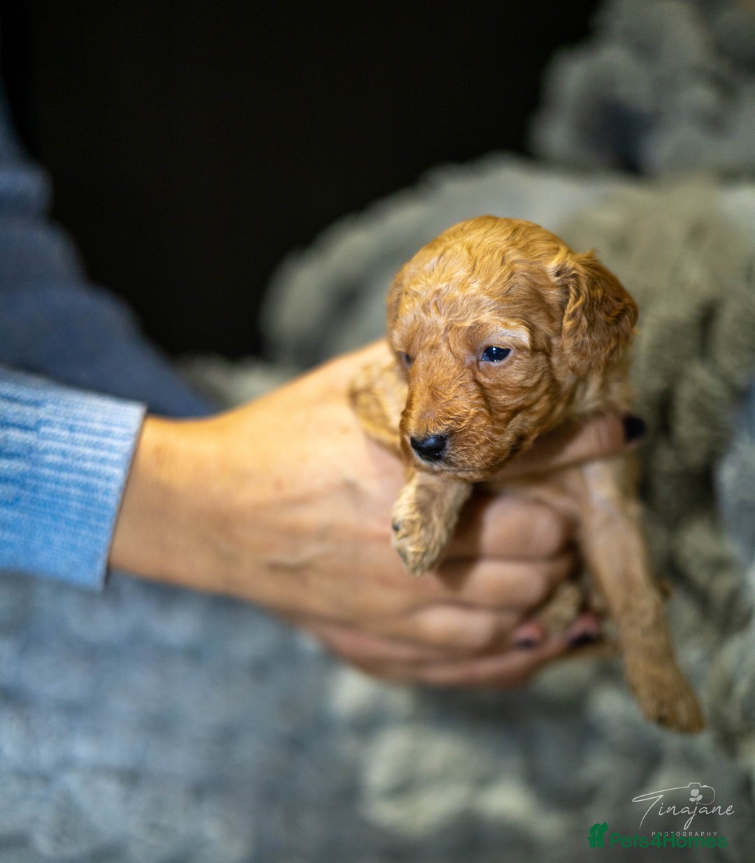 Goldendoodle dogs for sale: Mini Golden doodles - Advert 10