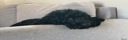 Cockapoo dogs for sale: Cockapoo for Rehoming - Advert 8