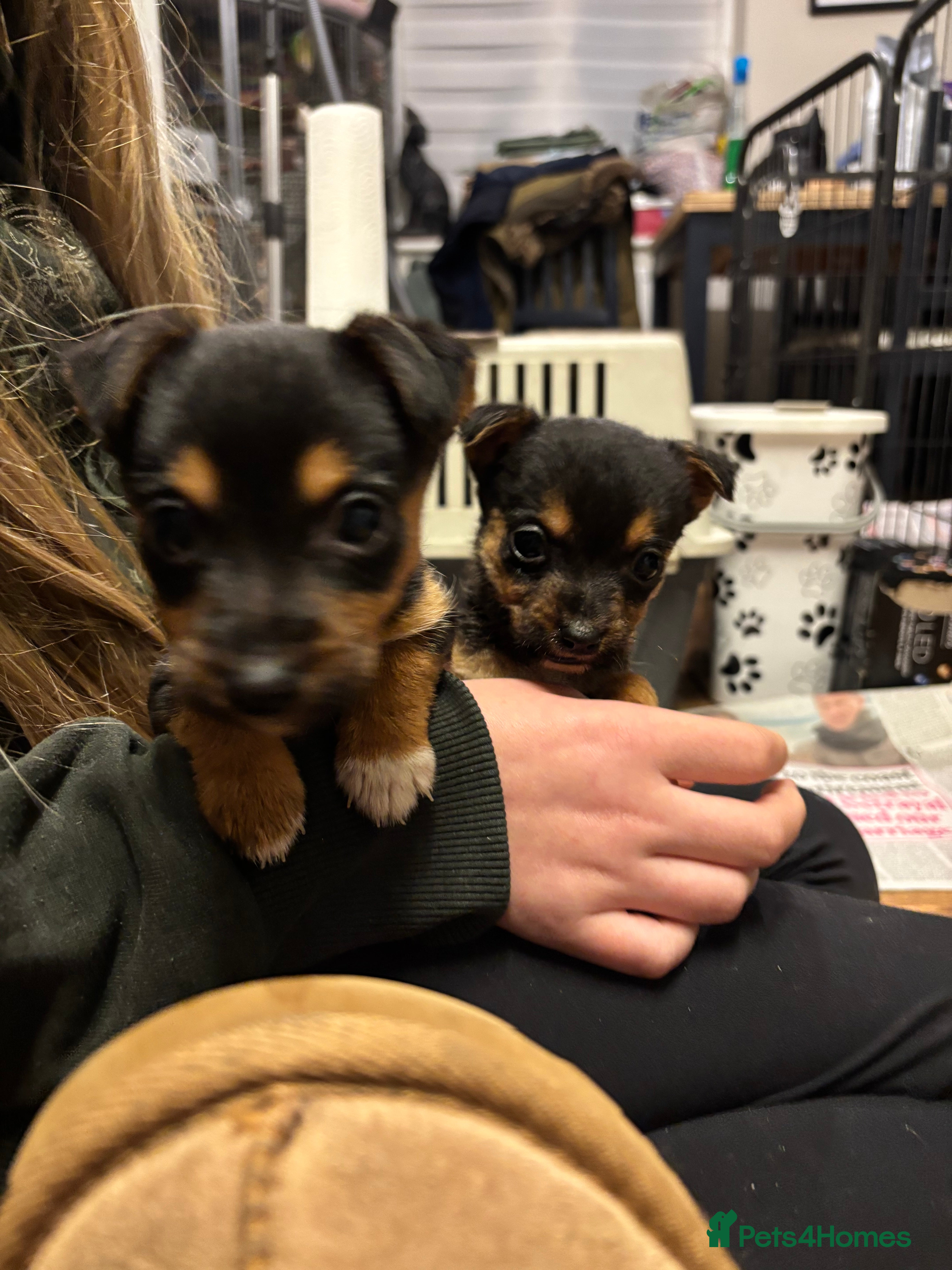 Mixed Breed dogs Stunning Jack Russell pups ready for loving homes  - Advert 1