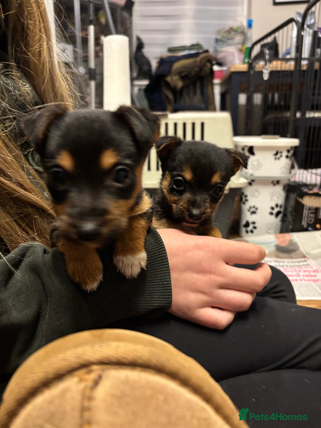 Mixed Breed dogs for sale: Stunning Jack Russell pups ready for loving homes  - Advert 1