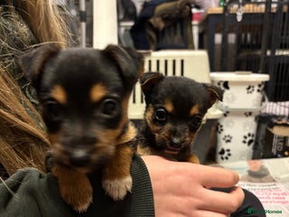 Mixed Breed dogs Stunning Jack Russell pups ready for loving homes - Advert 1