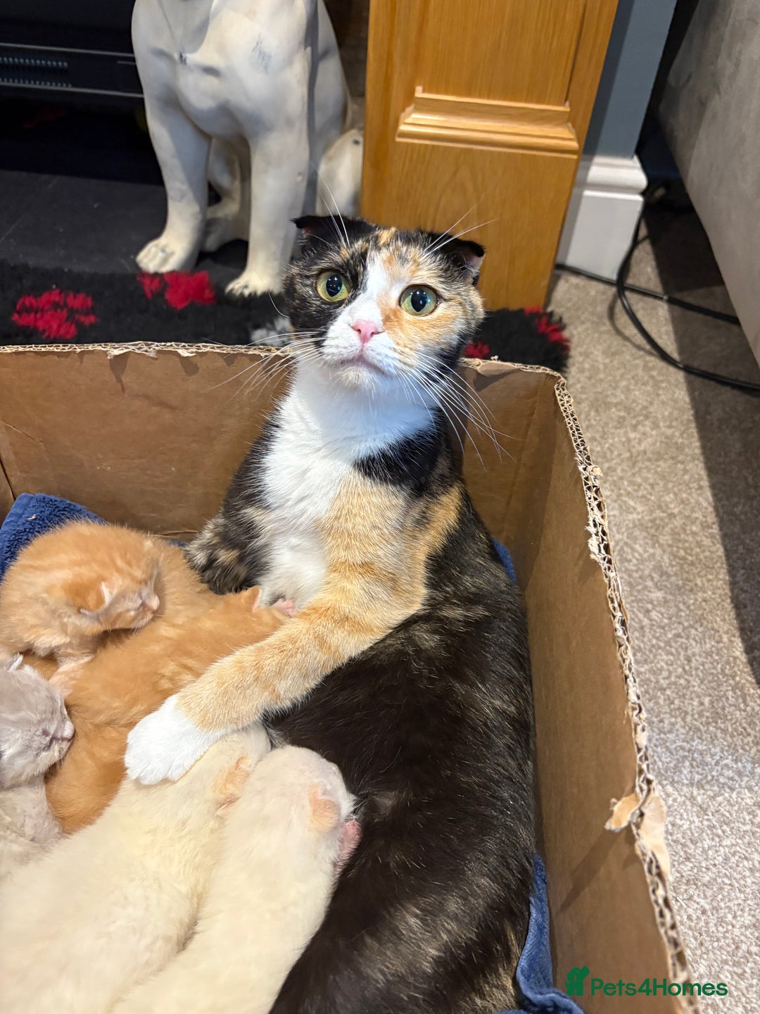 Scottish Fold cats for sale: Scottish Fold kittens for sale - Image 8