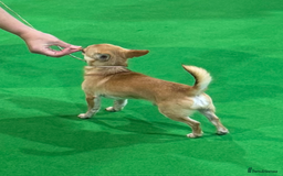 Chihuahua dogs for sale: KC Reg Crufts Qualified Smoothcoat little Boy  - Image 3