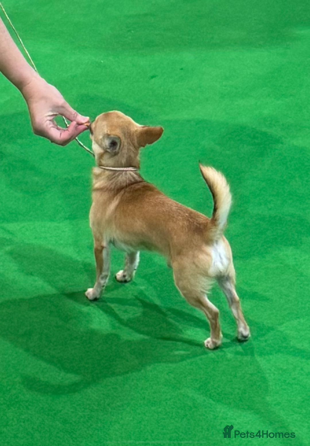 Chihuahua dogs for sale: KC Reg Crufts Qualified Smoothcoat little Boy  - Image 3