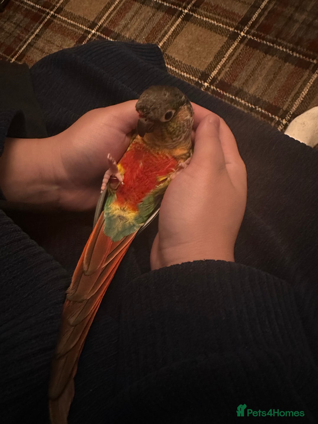Conures birds for sale: Green cheek conure for sale - Image 5