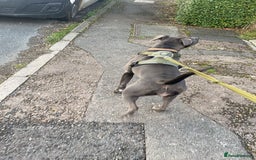 Cane Corso dogs for sale: 2 year old cane corso - Image 5