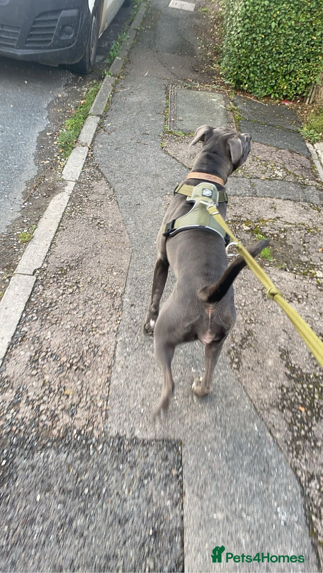 Cane Corso dogs for sale: 2 year old cane corso - Image 5