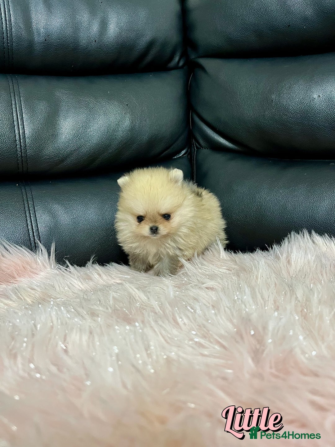 Pomeranian dogs for sale: 🔥Very Tiny🧸 Top Quality  - Image 12