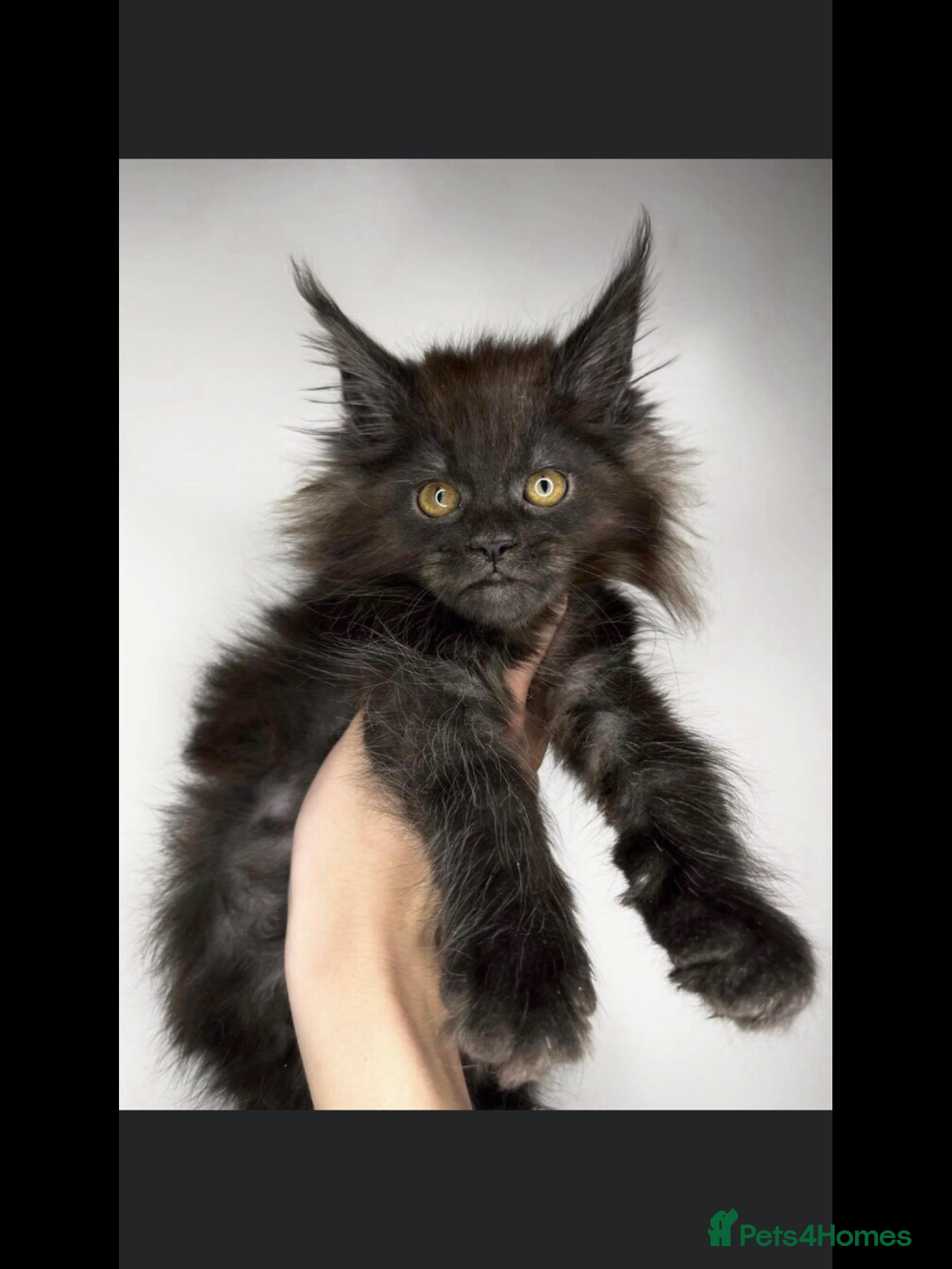 Maine Coon cats for sale: Beautiful Blue/Black Smoked or Solid Maine Coons  - Image 2