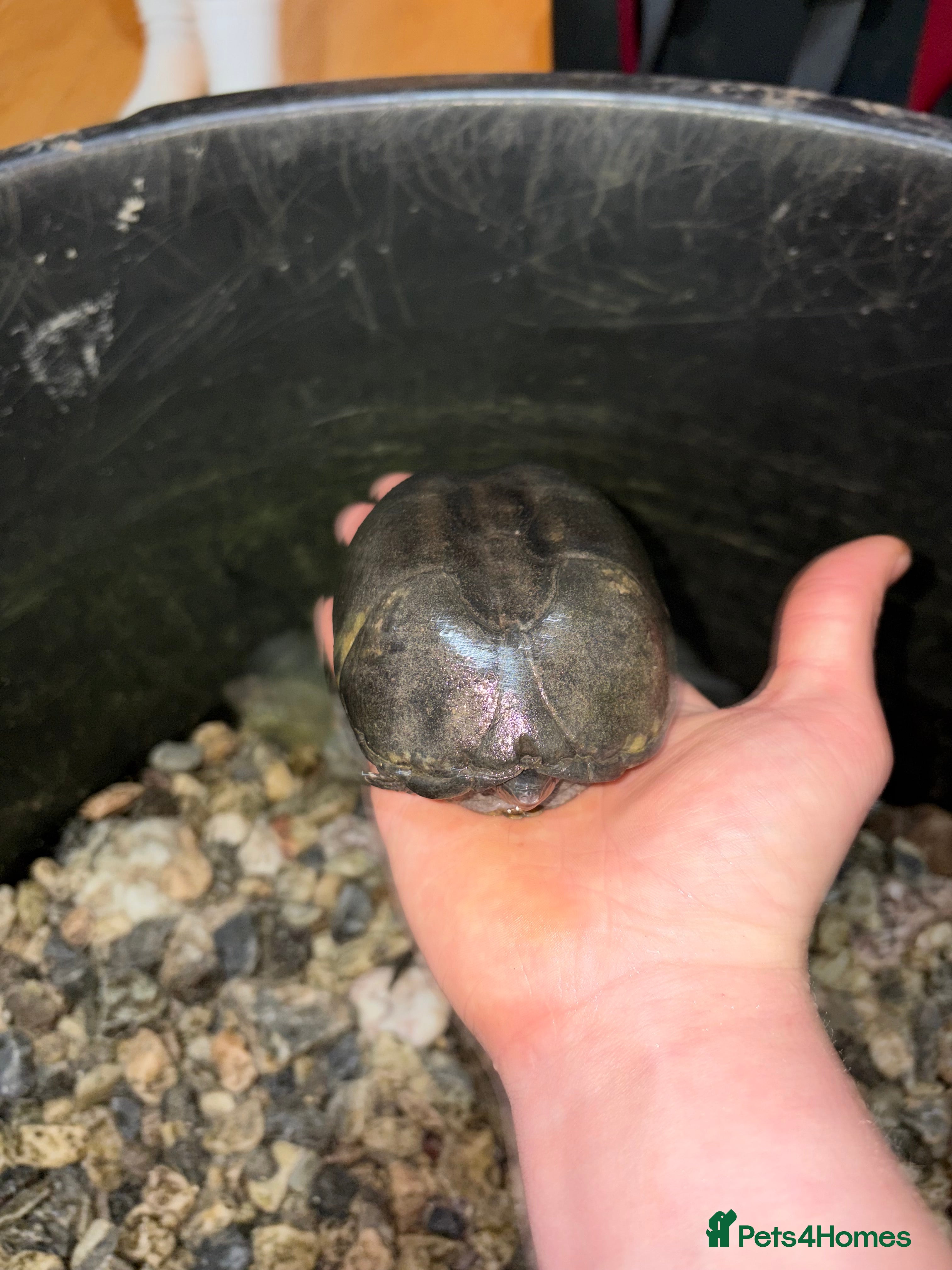 Turtle reptiles 5 turtles for sale! in Wellington - Advert 1