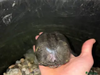 Turtle reptiles 5 turtles for sale! in Wellington - Advert 1