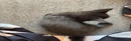 Mixed Breed cats for sale: 3 male kittens ready for their new homes!! - Advert 4