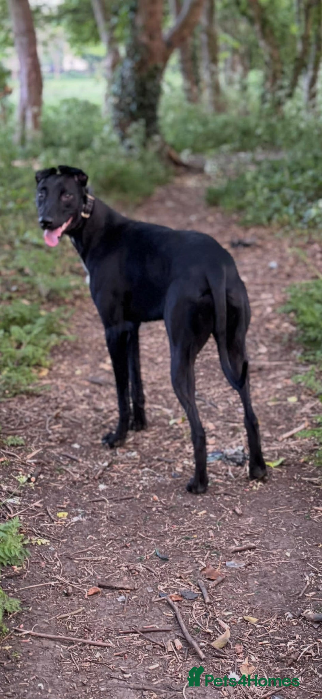 Lurcher dogs for sale: Saluki Bull Greyhound Puppies  - Advert 9