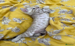 Bengal cats for sale: Bengals _Felis Bengalensis_ Pedigree TICA Kittens. - Image 10