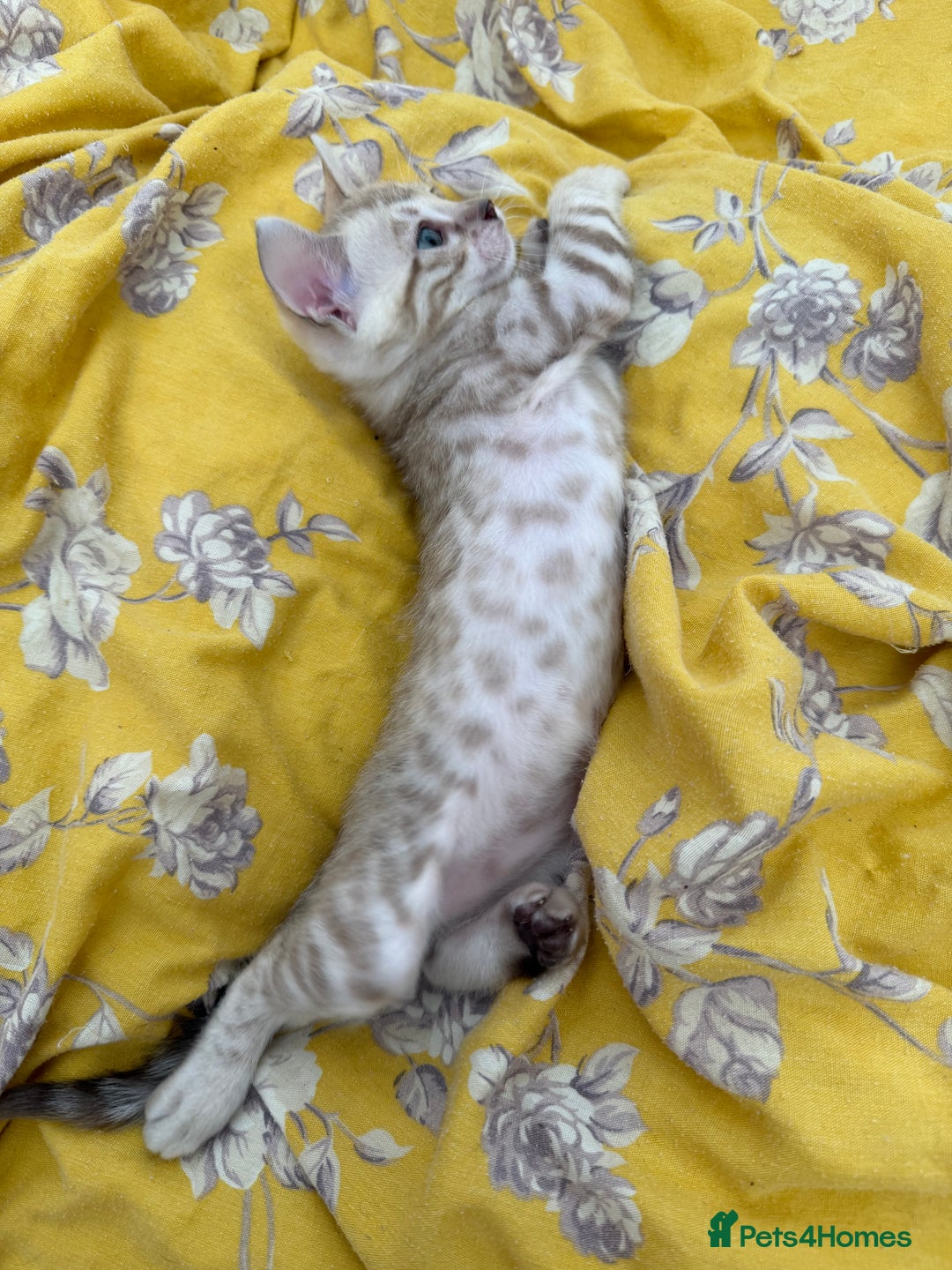 Bengal cats for sale: Bengals _Felis Bengalensis_ Pedigree TICA Kittens. - Image 10