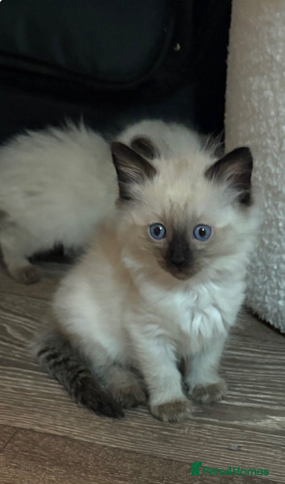 Ragdoll cats Stunning pedigree ragdools  - Advert 1