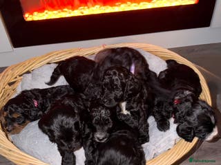 Mixed Breed dogs Beautiful Sproodles for sale - Advert 1