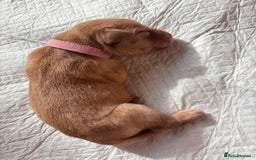 Labrador Retriever dogs for sale: KC Reg ‘Fox Red’ Labrador Retrievers  - Image 31