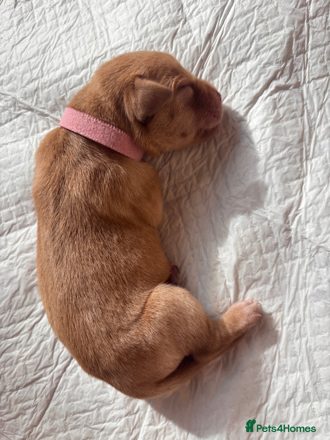 Labrador Retriever dogs for sale: KC Reg ‘Fox Red’ Labrador Retrievers  - Image 31