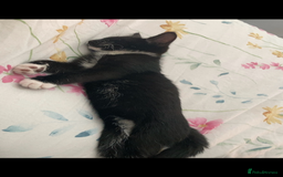 British Shorthair cats for sale: 5 Month Old Black and White Cat - Image 2