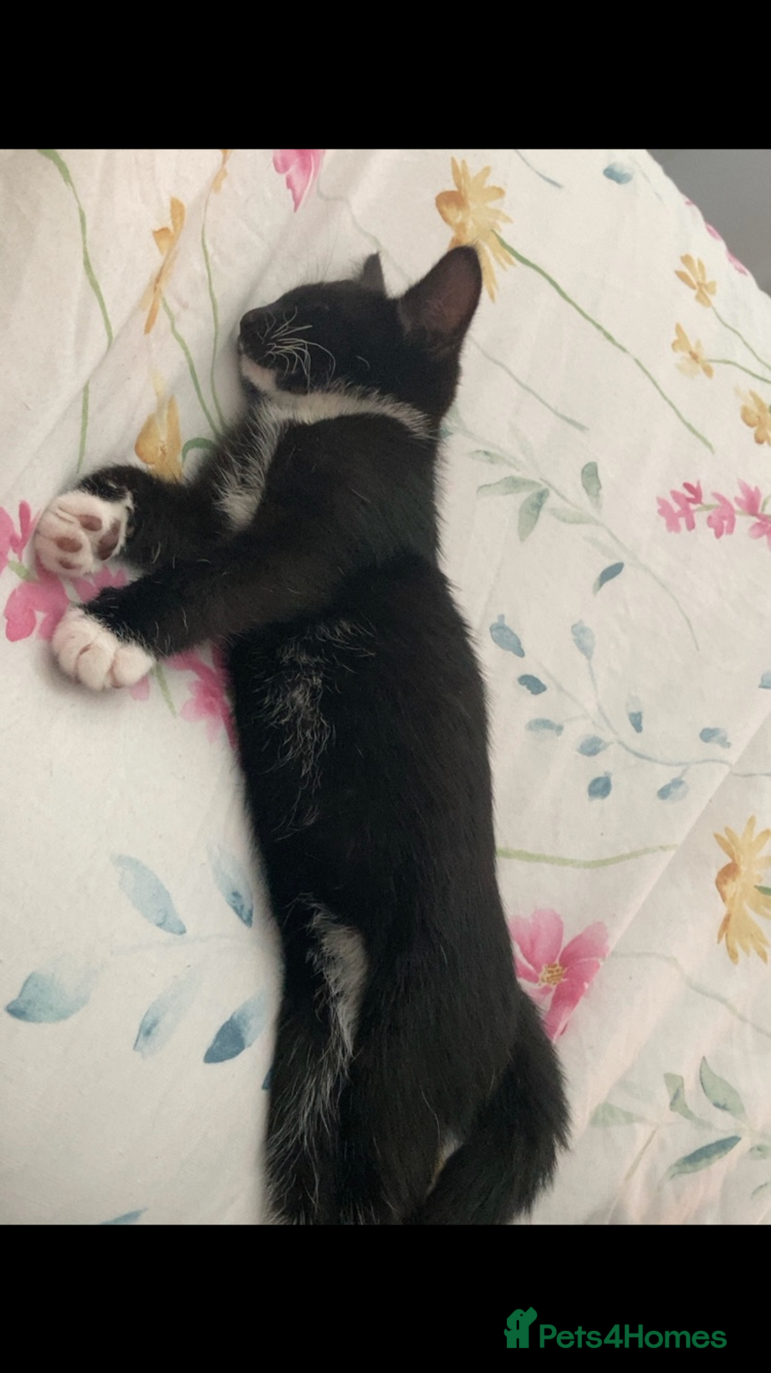 British Shorthair cats for sale: 5 Month Old Black and White Cat - Image 2