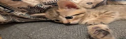 Mixed Breed cats for sale: 3 kittens for sale  - Advert 8