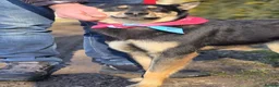 Mixed Breed dogs for adoption: ❤️🐶 CHLOE – THE KIND OF DOG EVERYONE DREAMS OF in Swindon - Advert 13