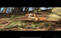 Cocker Spaniel dogs for sale: Stunning working kc registered cocker spaniels  - Image 6
