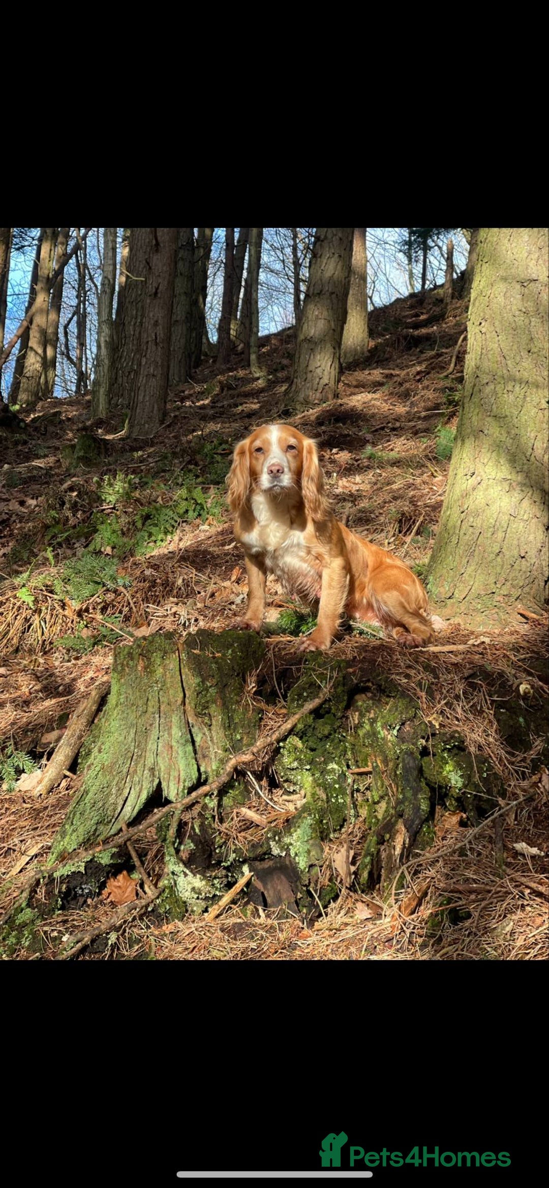Cocker Spaniel dogs for sale: Stunning working kc registered cocker spaniels  - Image 6