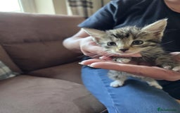 Maine Coon cats for sale: 6 Mainecoon X kittens for sale - Image 12