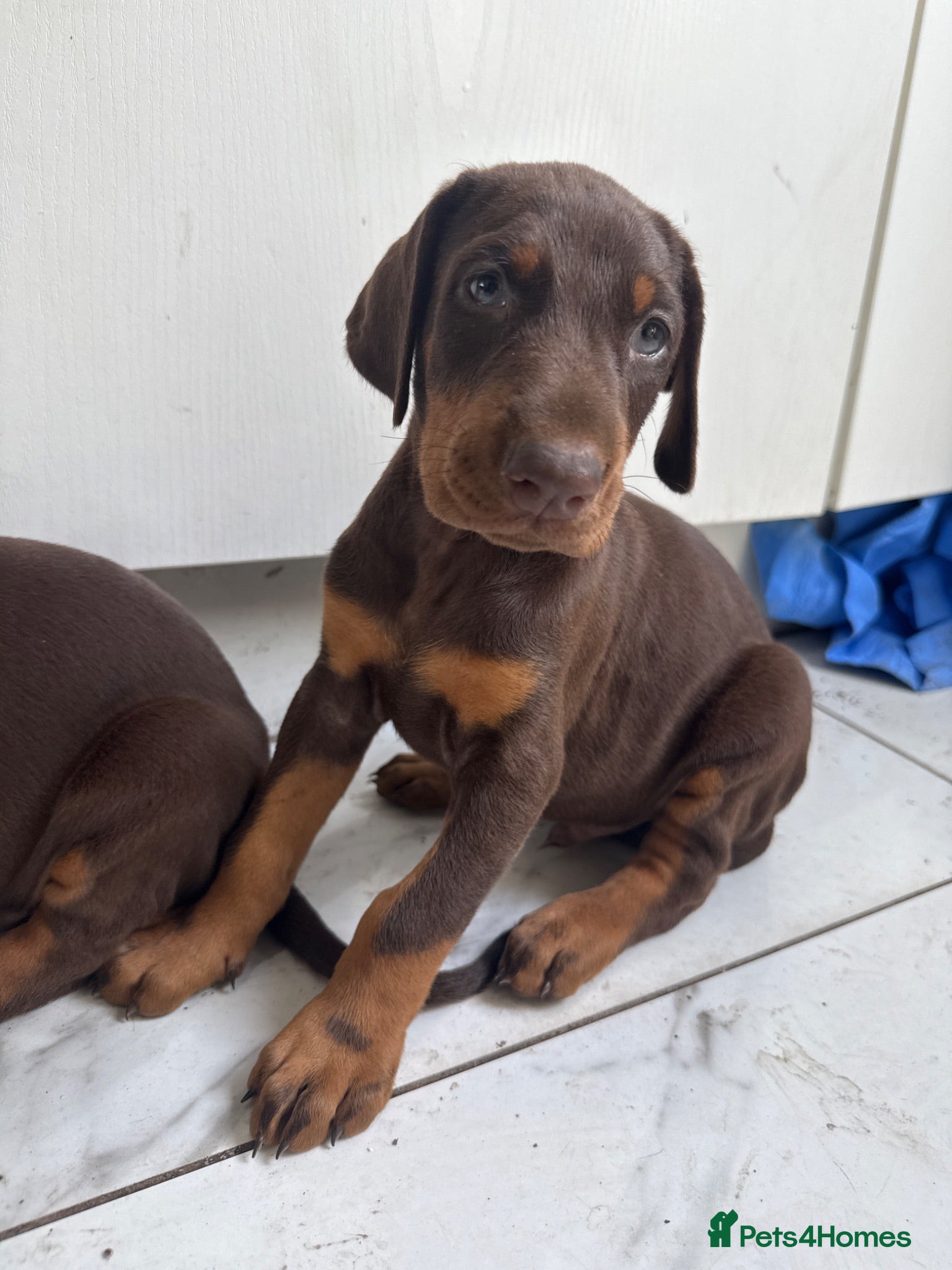 Dobermann dogs Dobermann pups International Champion Bloodline - Advert 2