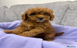 Cavapoo dogs for sale: F1 caverpoo puppies  - Image 7