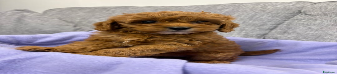 Cavapoo Puppy 1