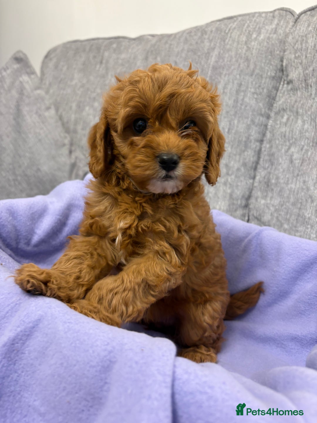 Cavapoo dogs for sale: F1 caverpoo puppies  - Image 7